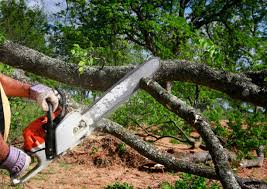 Reliable Lake Mohawk, NJ Tree Care Solutions