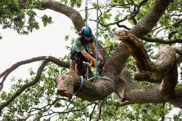 Best Fruit Tree Pruning  in Lake Mohawk, NJ