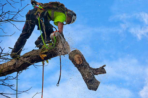 How Our Tree Care Process Works  in  Lake Mohawk, NJ